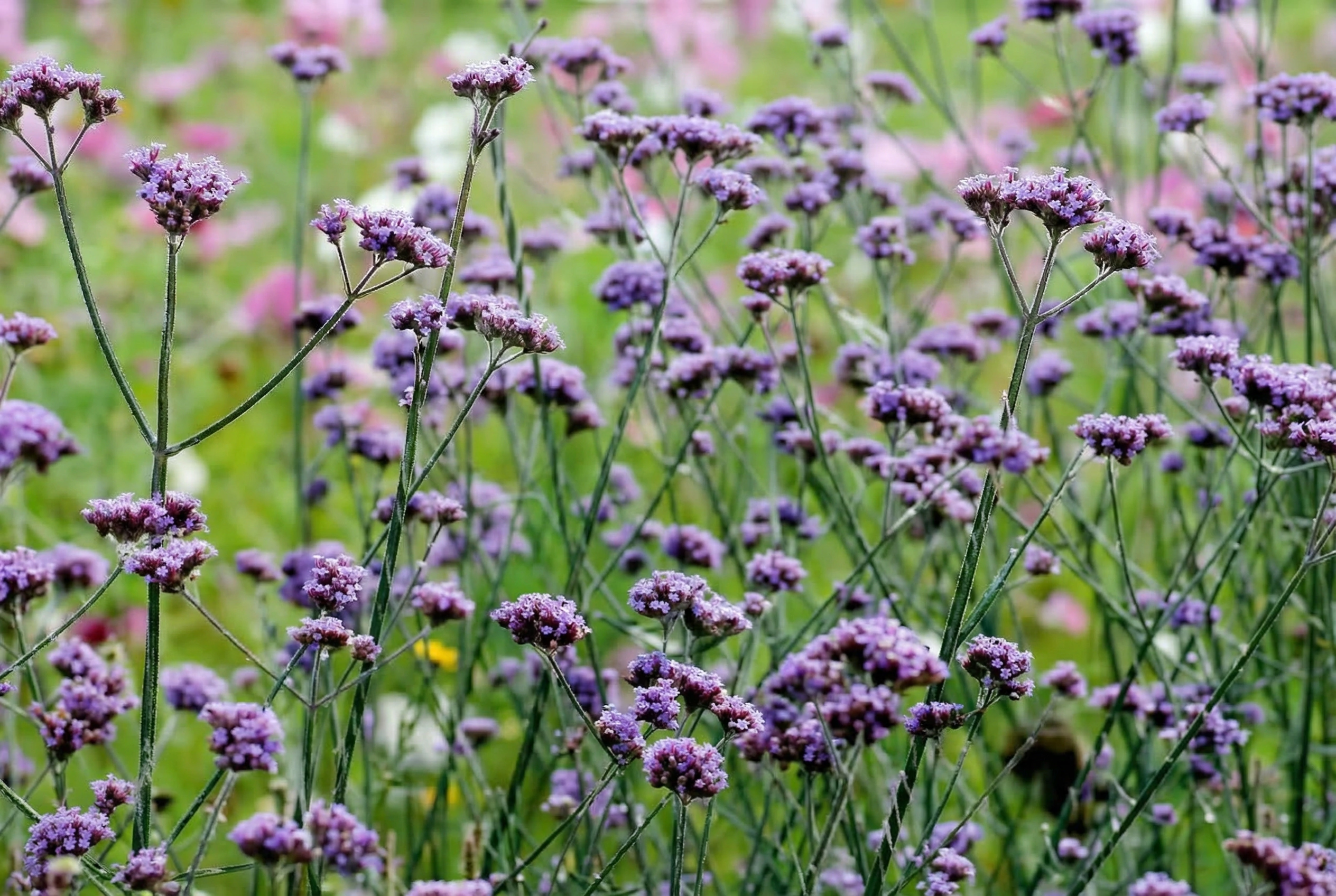 Вербена бонарская